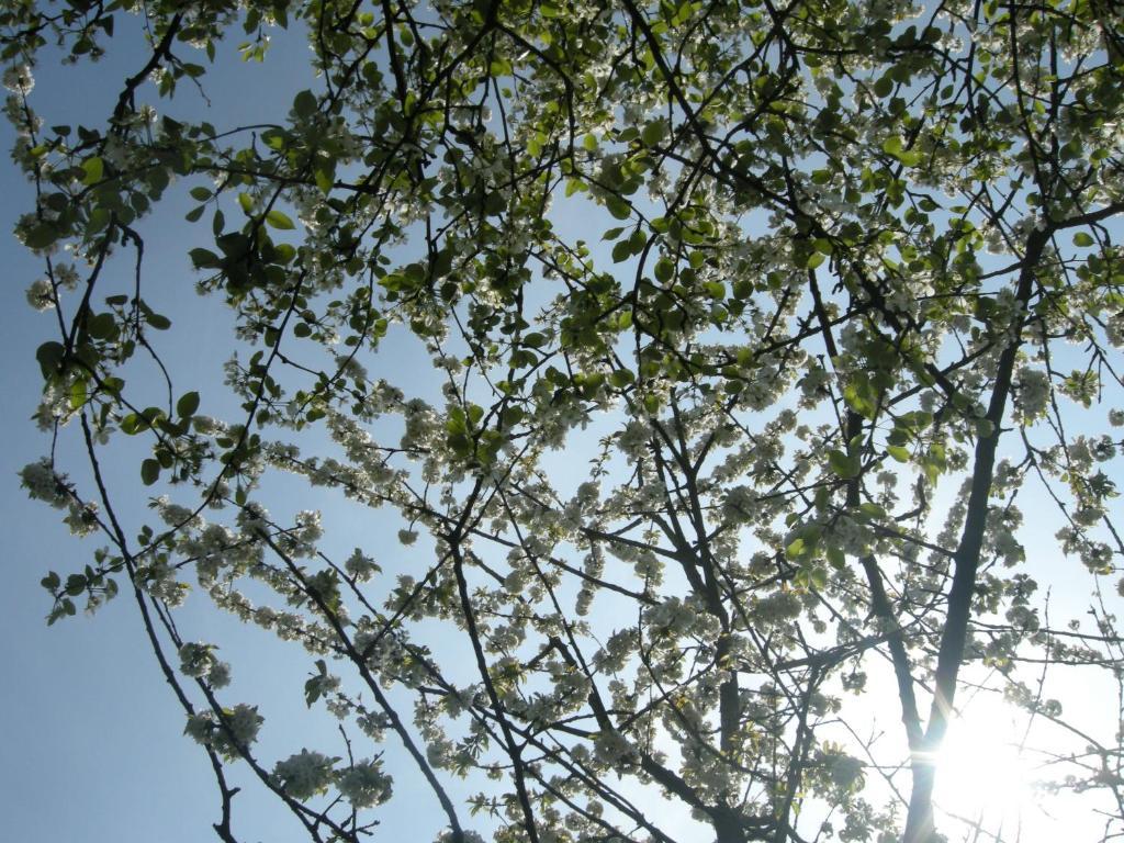 Het Groene Bed Oirschot Εξωτερικό φωτογραφία